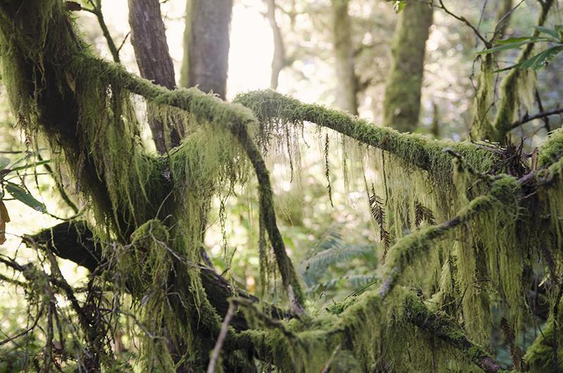 roadtrip_amerika_potovanja_redwoods_7