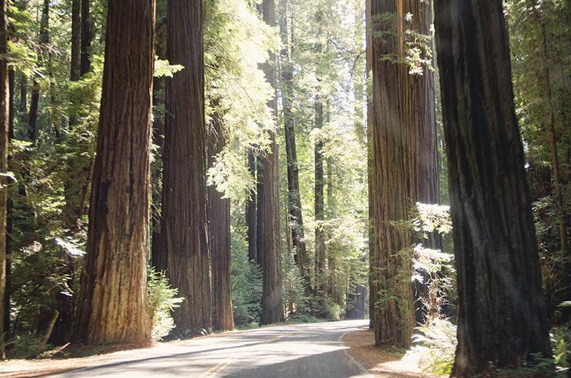 roadtrip_amerika_potovanja_redwoods_3