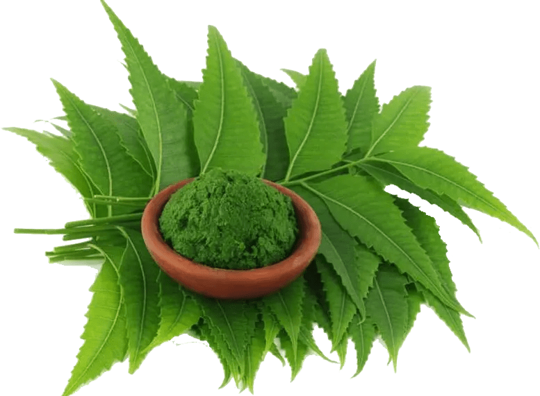 Swanson_Neem_Leaf,_500_mg,_100_kapslí