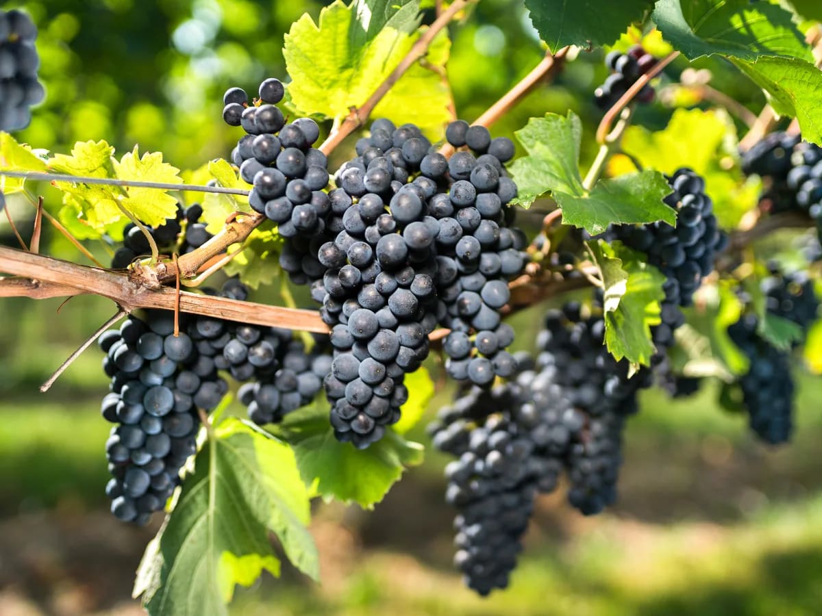 NATIOS_Resveratrol,_Extra_Strength,_250_mg,_90_veganských_kapslí