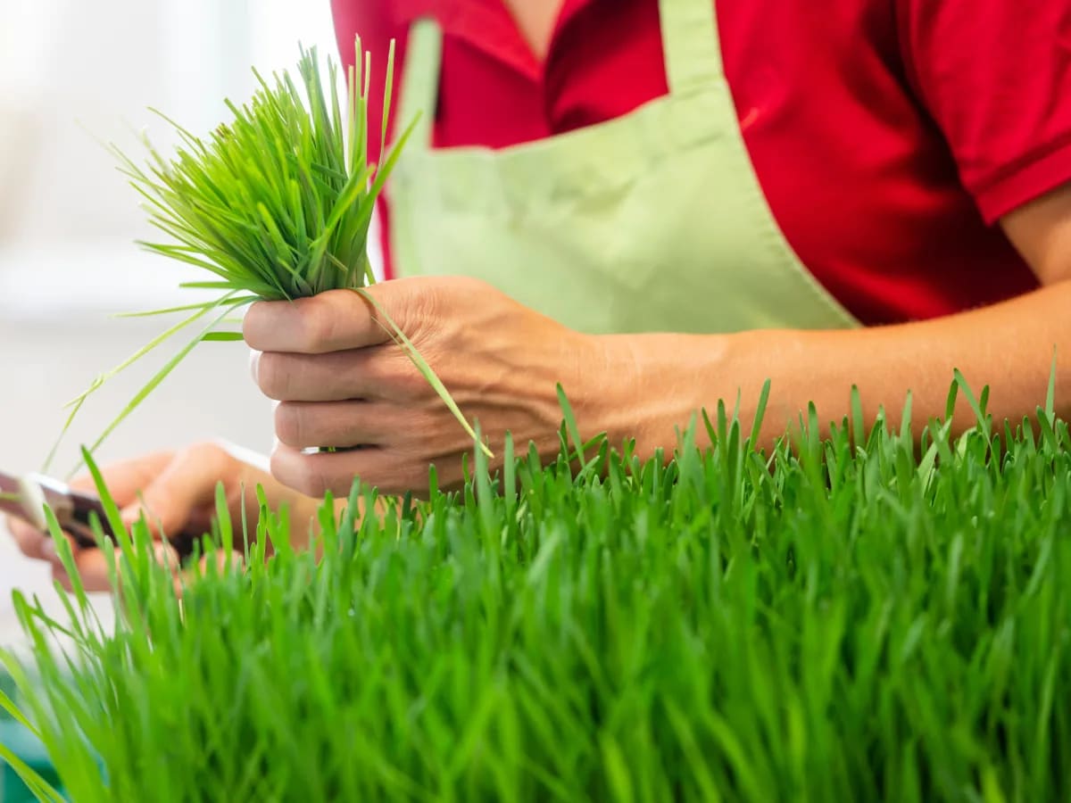 NATIOS_Mladá_pšenice_BIO_prášek,_100_g