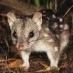Spotted Quoll