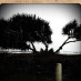 Anna Queensland Walks Incorporated