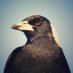 Angry Magpie Angry Magpie