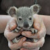 Baby Animals