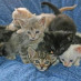 Kitten_Pile