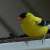 A. Zamudio