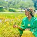 Asha Noor Asha Noor