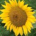 Joanne mentzer