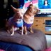 LaVerne Bocanelli LaVerne Bocanelli
