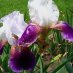 Iris Stevens Iris Stevens