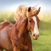 Horseandcowgirl