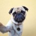 Pugs