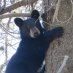 Blue Mountains Biodiversity Project