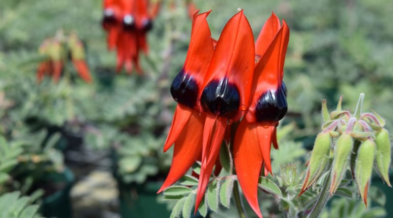 Sturt's Desert Pea