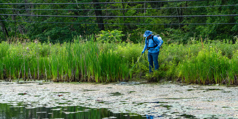 Man standing on water's edge and spraying copper sulfate onto an algae covered pond