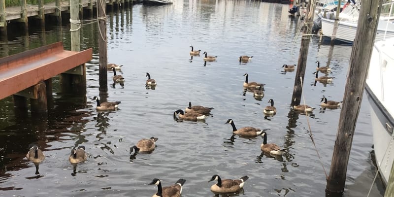 A group of Canada geese swimming near a dock