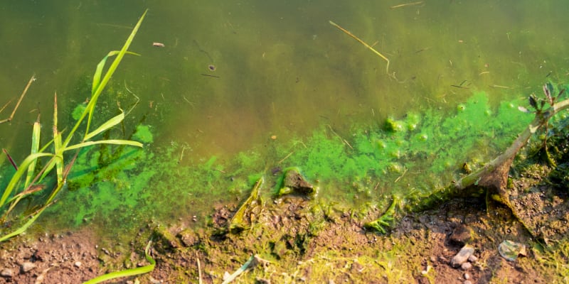 Bright green paint-like film on top of water along a shoreline