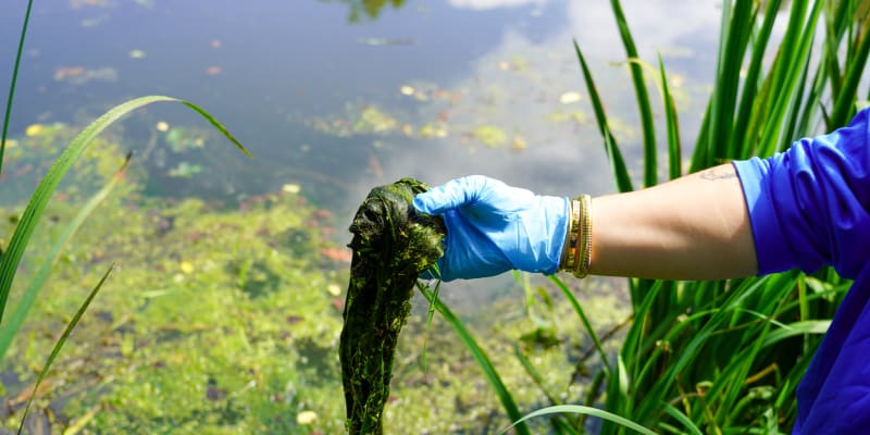 Large chunk of filamentous algae in a person's hand with bright green filamentous algae mat on the water's surface in the background