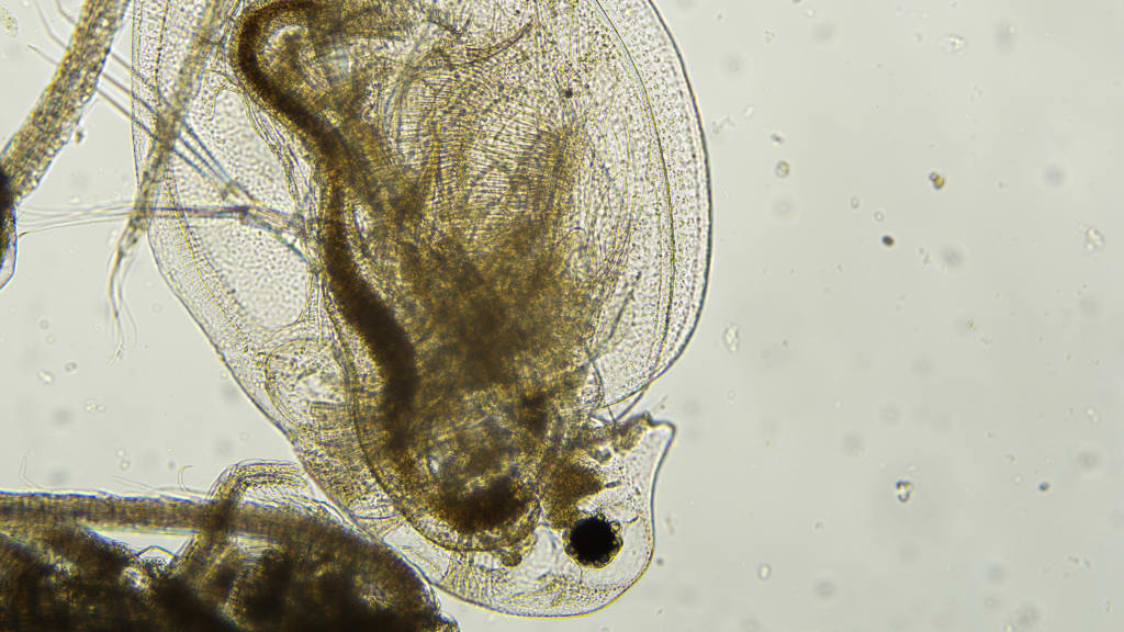 Daphnia at 10x magnification from the Slab Lab — a key zooplankton indicator of a recovering food web