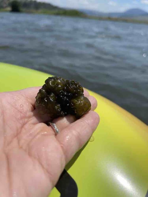 Nostoc forming gelatinous green blobs or cushions in shallow, calm areas near shore