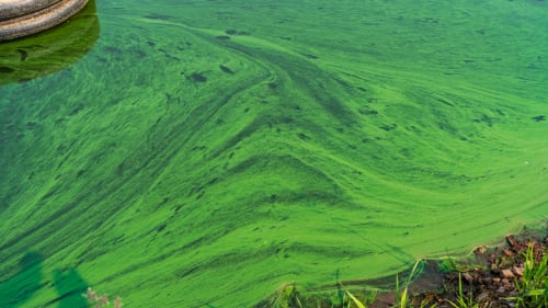 Microcystis floating surface scum resembling green paint or powdery film on calm water