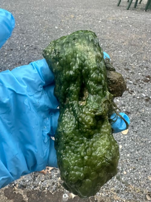Lyngbya dense, tough, fibrous bottom mat that is dark green to black and tears into clumps