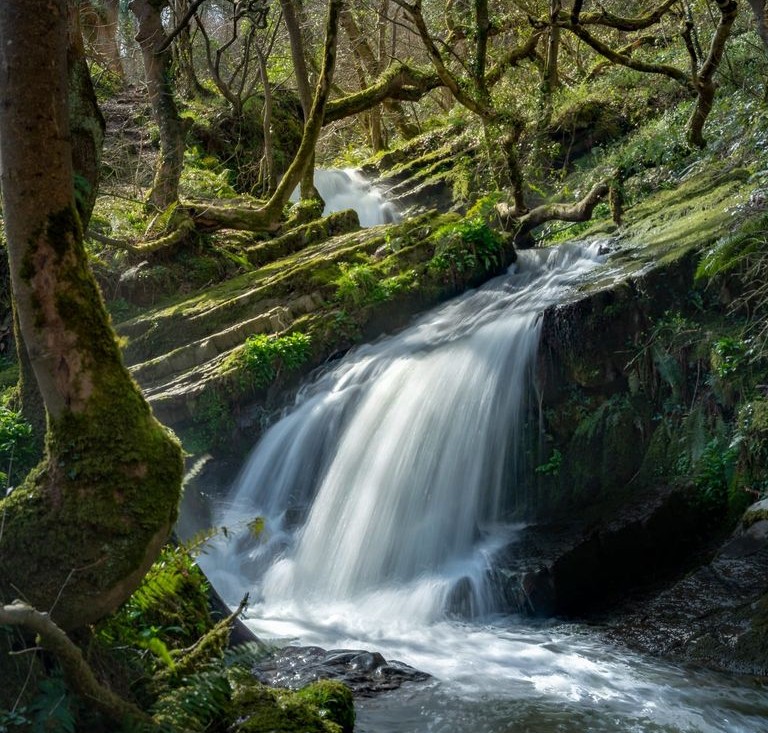 Newsletter of Natur Ceredigion