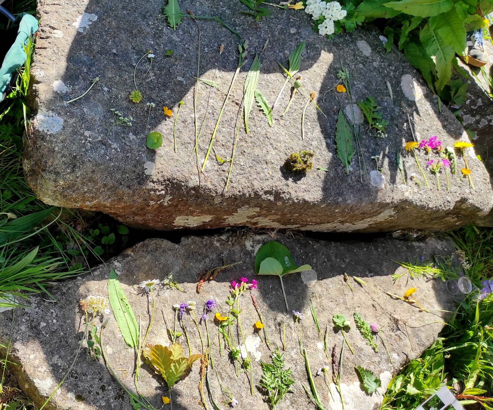 Range of plants collected at ID workshop at Netpool Park, led by ecologist Yusef Samari