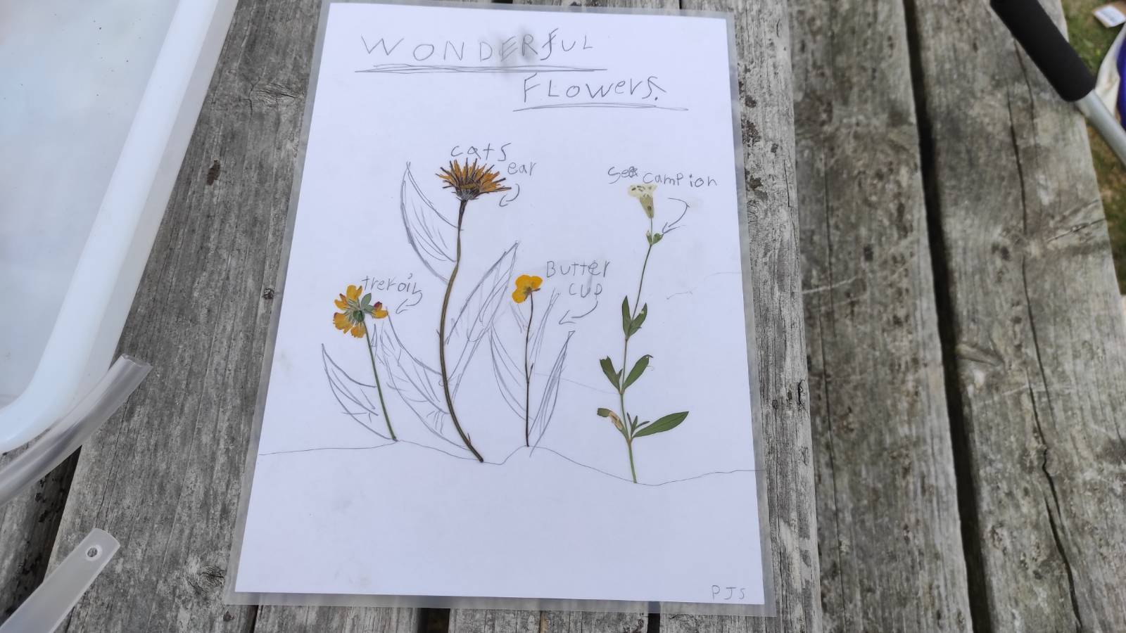 Flowers, pencil sketch and pencil names on laminated sheet