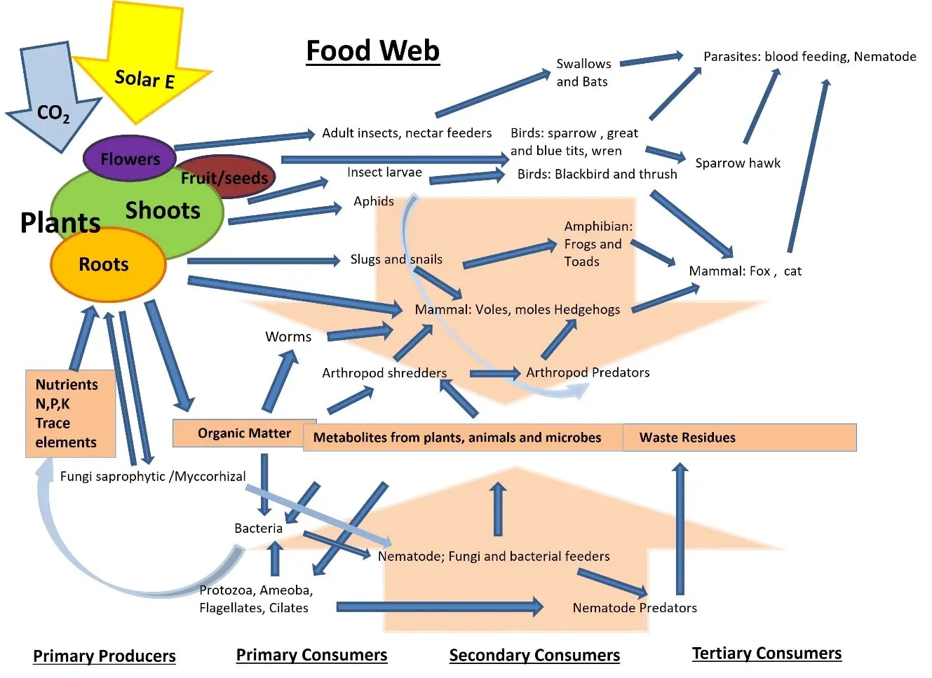 Food web diagram with an awful lot of arrows