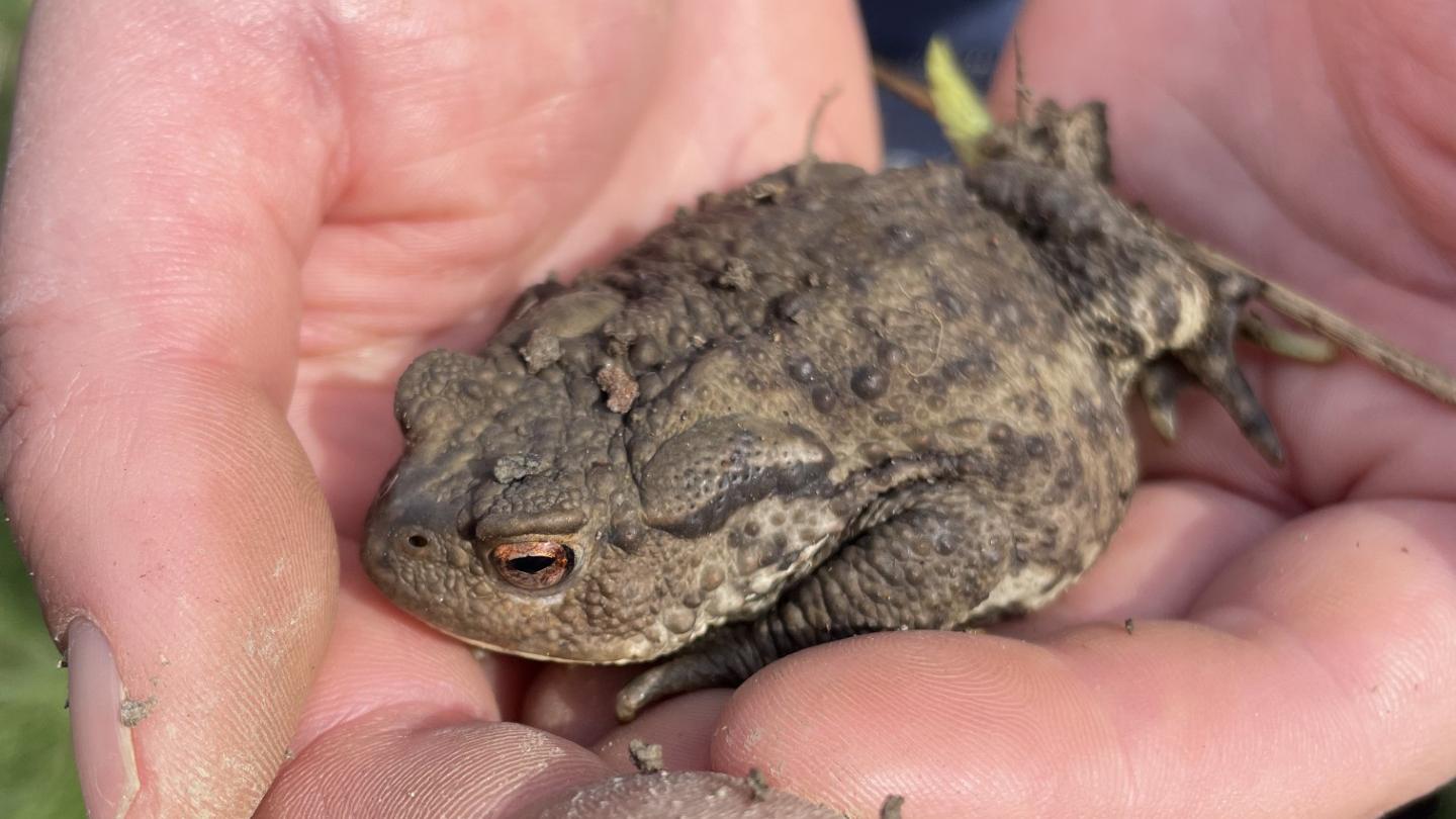 A toad in the hands