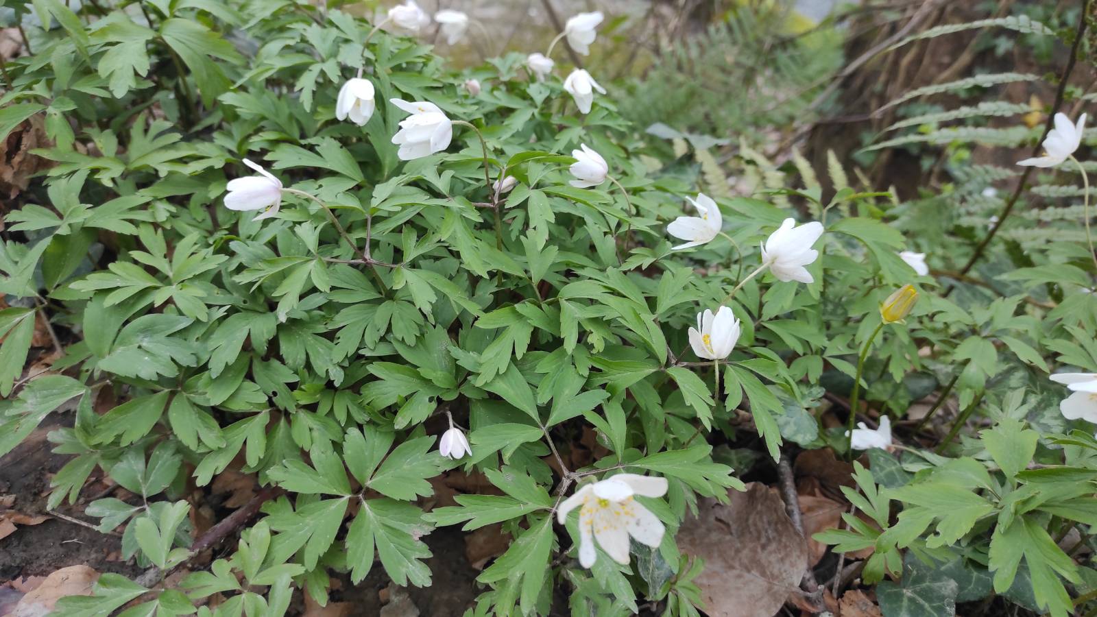 Wood Anemones (Anemone nemerosa) on riverside walk to allotment & Jewsons