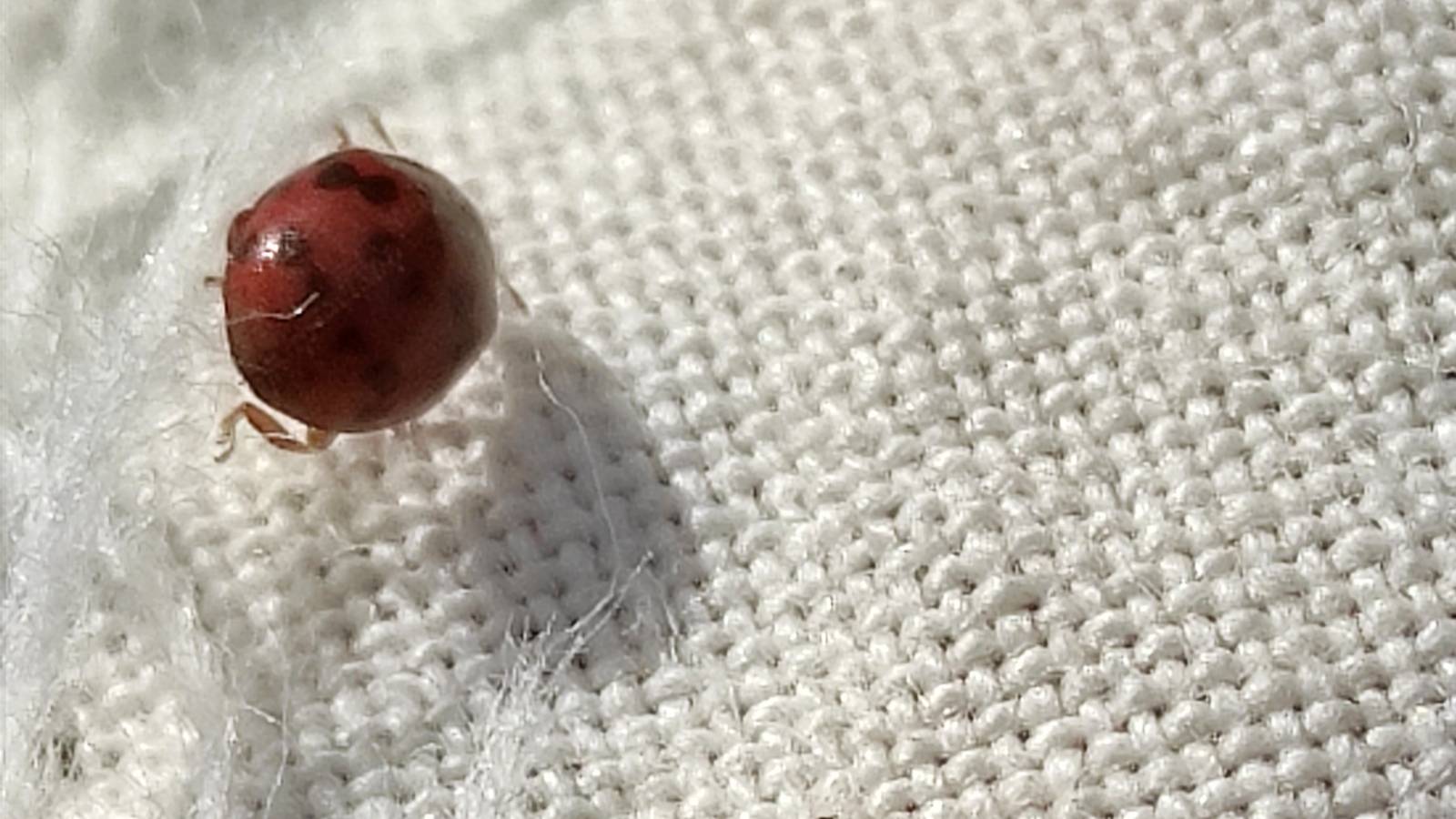 Seven-spot Ladybird caught in the sweep net