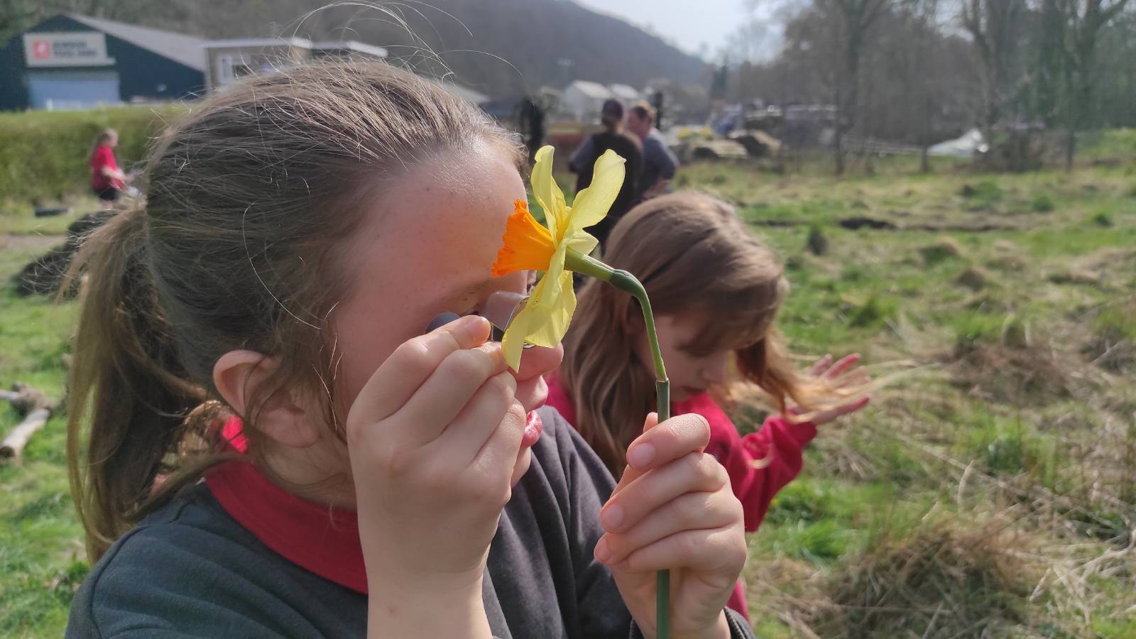 Student examining Daffodil flower close-up with a hand lens
