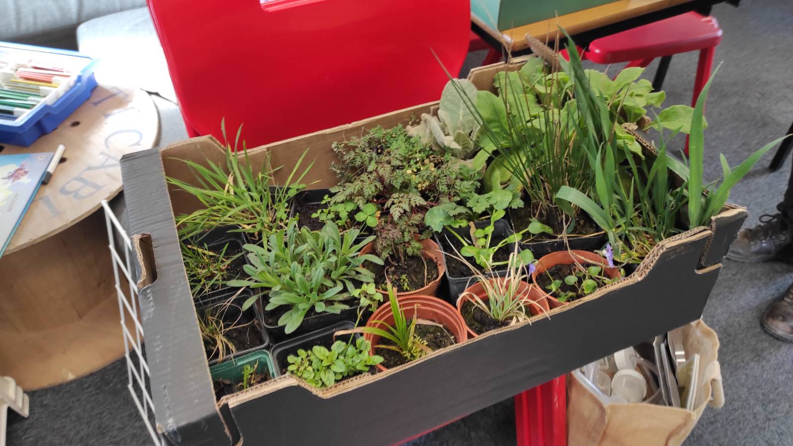 Box of wide range of common native plants, very kindly assembled by ecologist Sheena Duller