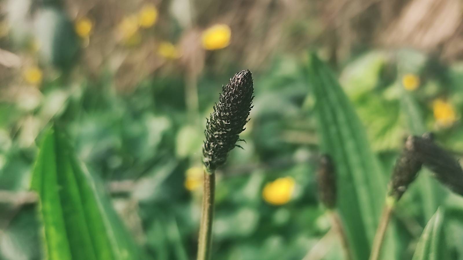 Close-up of Plantain flower in Aberaeron