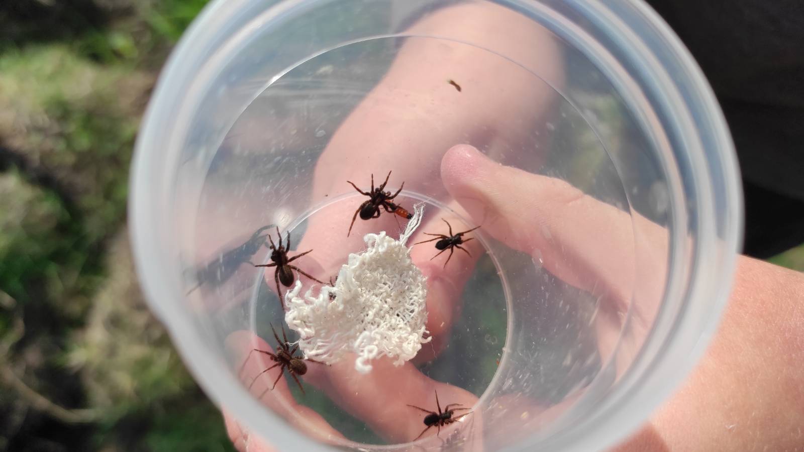 A preponderance of spiders in an open pooter