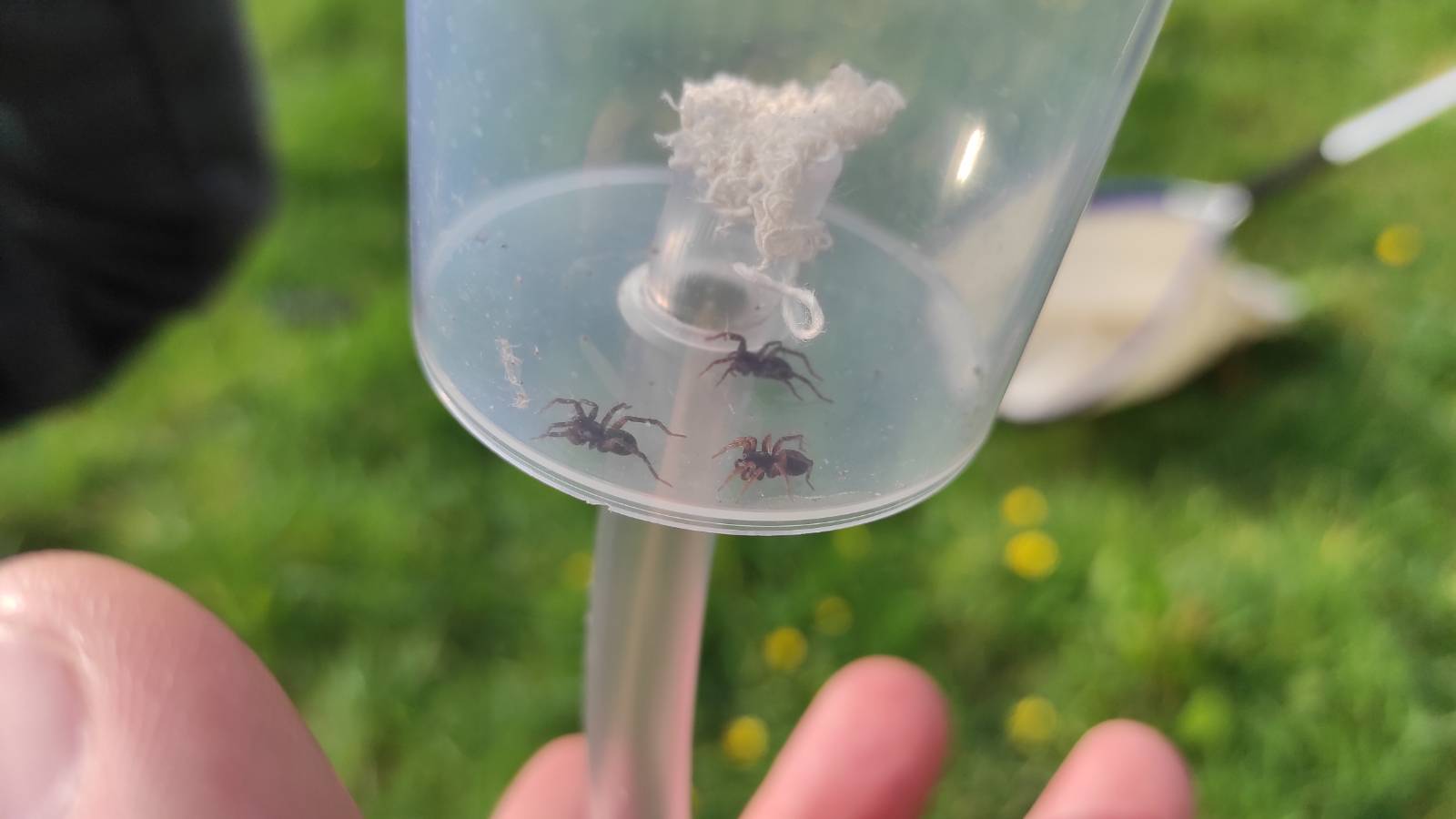 Spiders inside a pooter