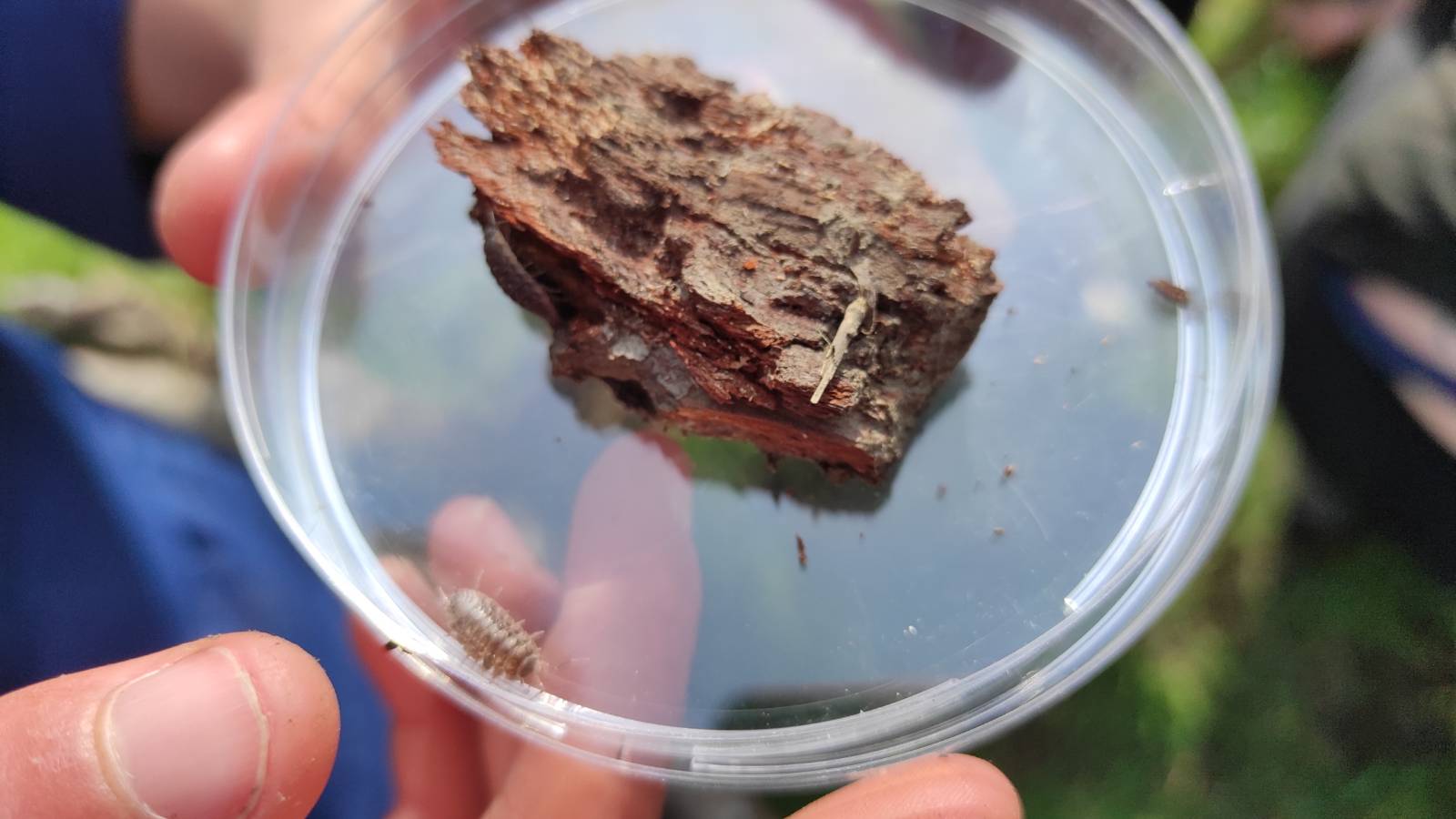 Reliable woodlice, with their home