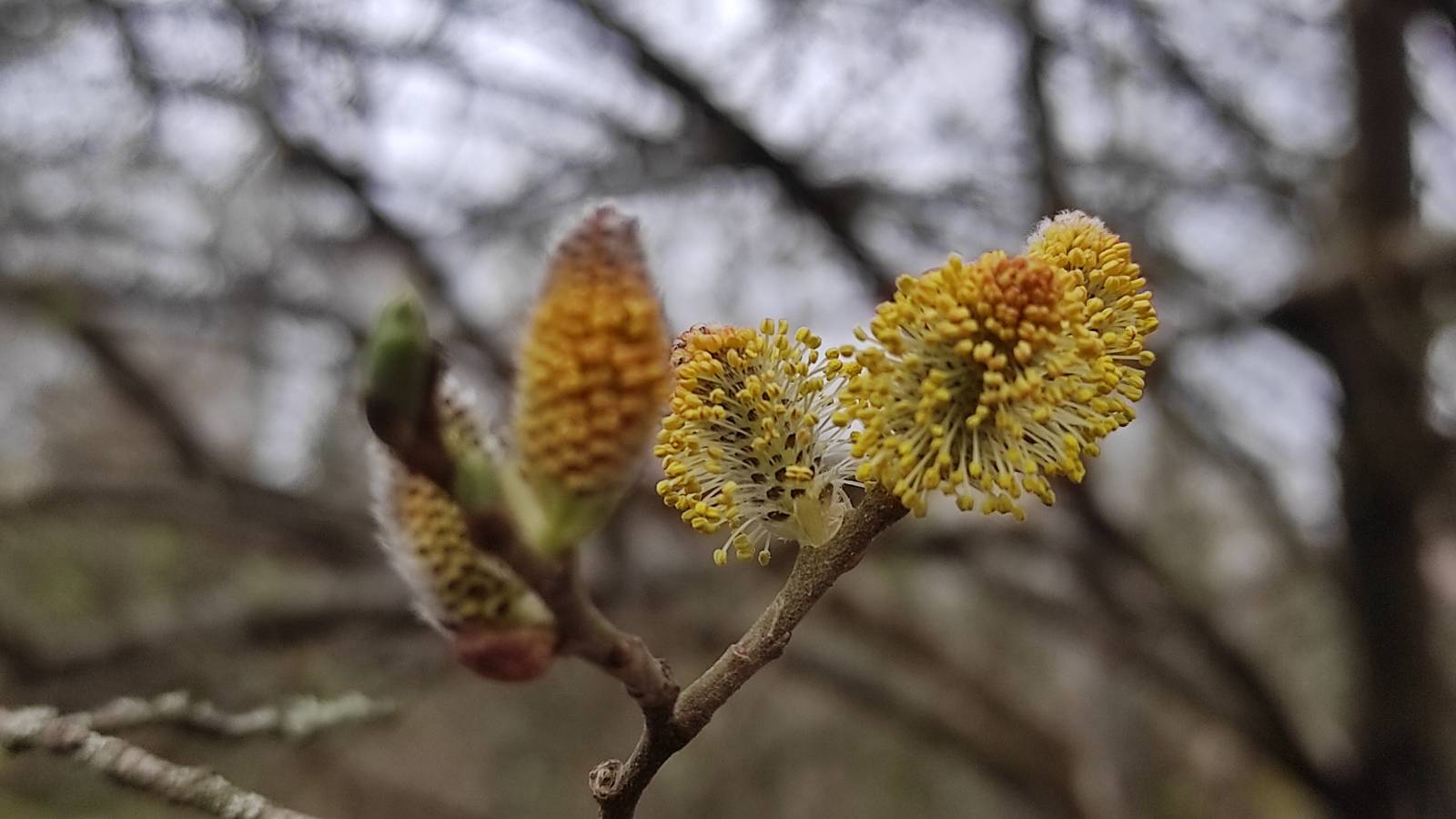 Grey Willow (Salix atrocinerea) flowers by the pond