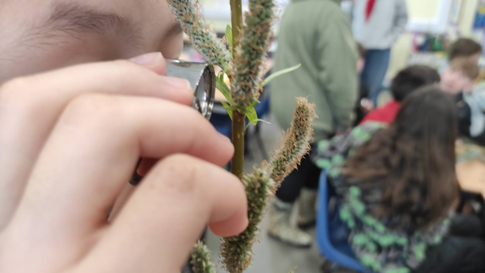 Student examining willow flower with a hand lens