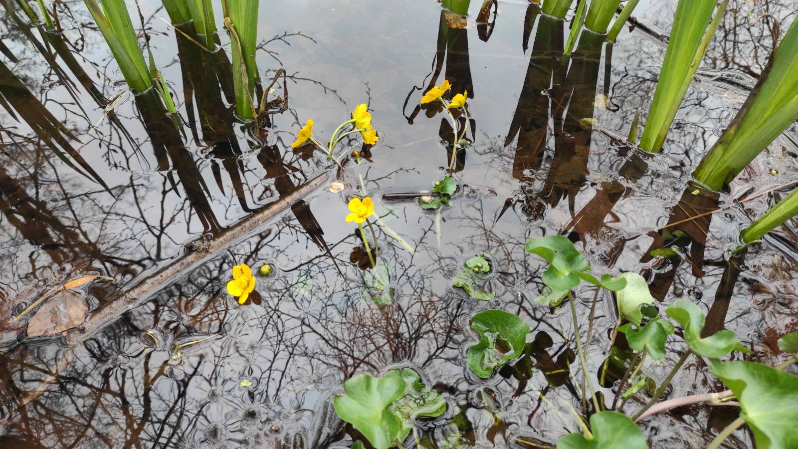 Marsh Marigold in the village pond