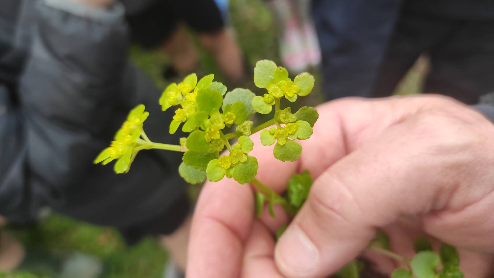 Opposite-leaved Golden Saxifrage (Chrysoplenium oppositifolium) in abundance in the damp, shady areas around the pond
