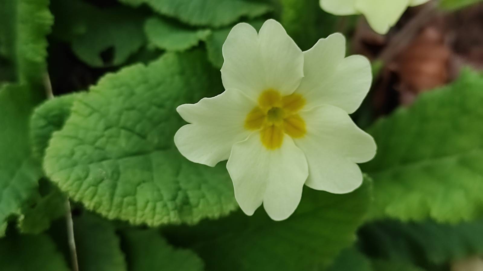 Primrose (Primula vulgaris) flower on the north-facing bank by the village pond
