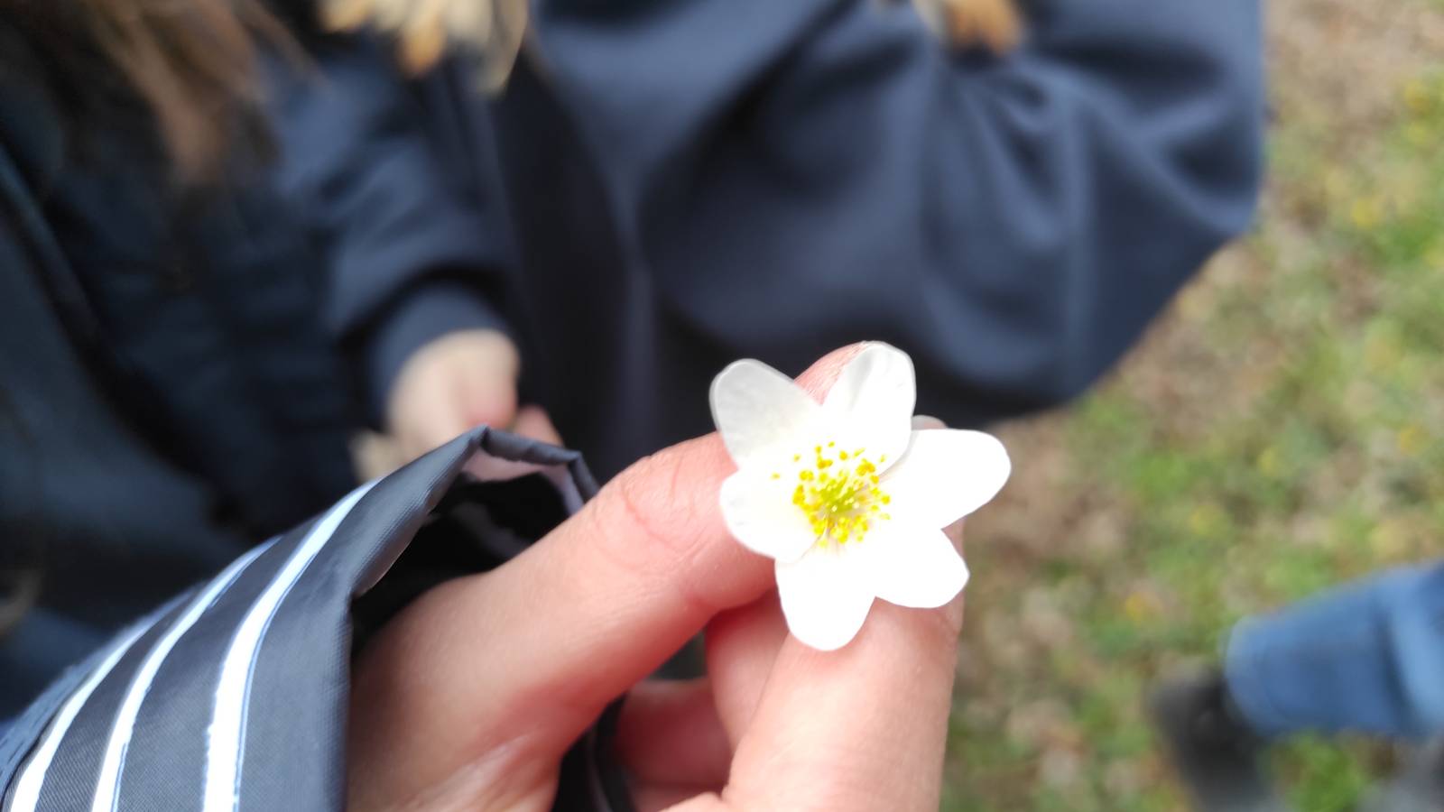 Student holding a Wood Anemone (Anemone nemerosa) flower