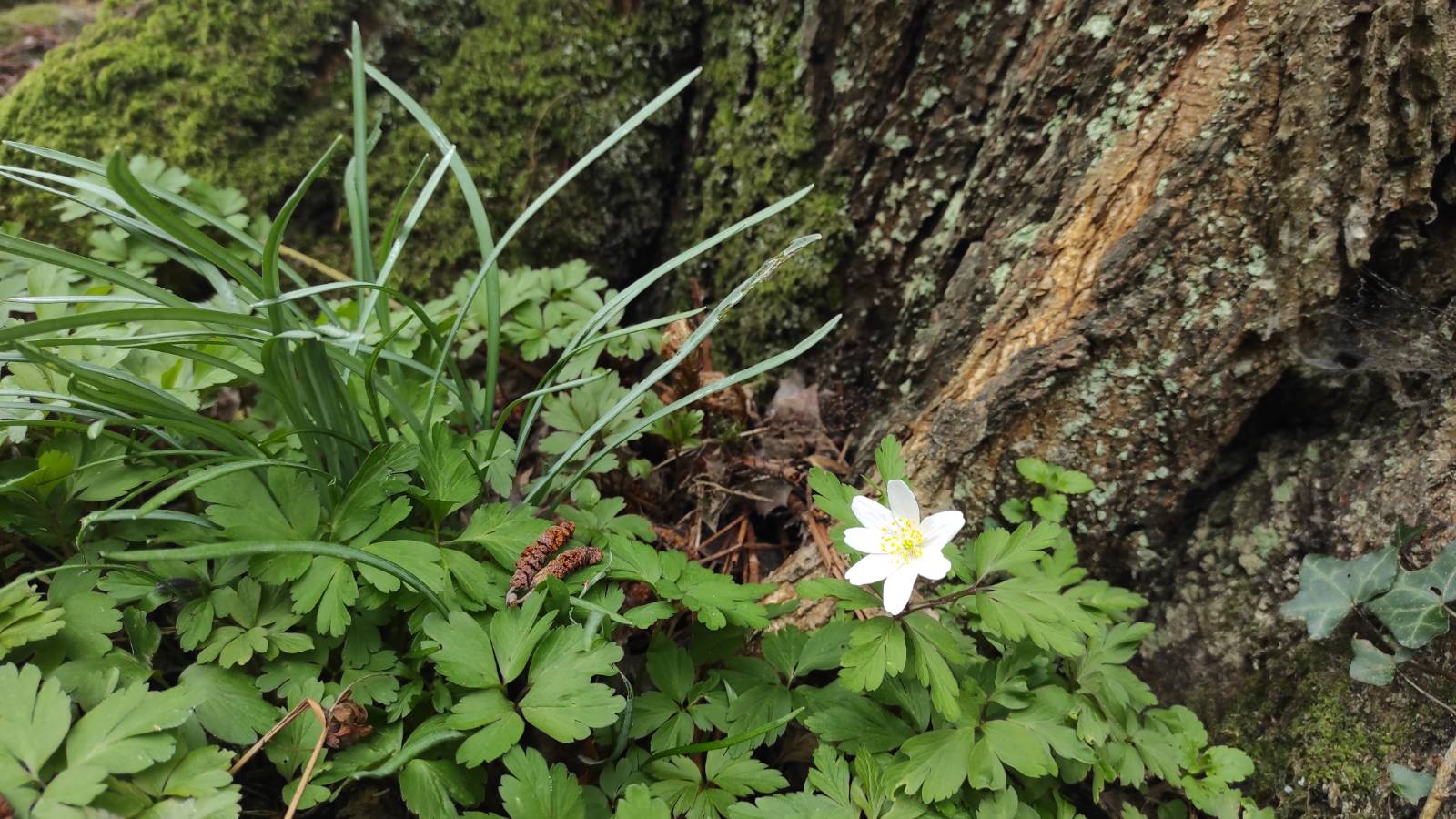 The spring time Wood Anemone (Anemone nemerosa) growing next to a willow by the pond