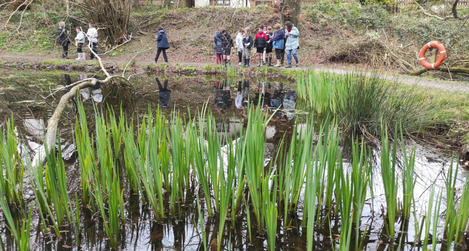 Yellow Flag Iris (Iris pseudacorus)  in the margins of Llanilar village pond