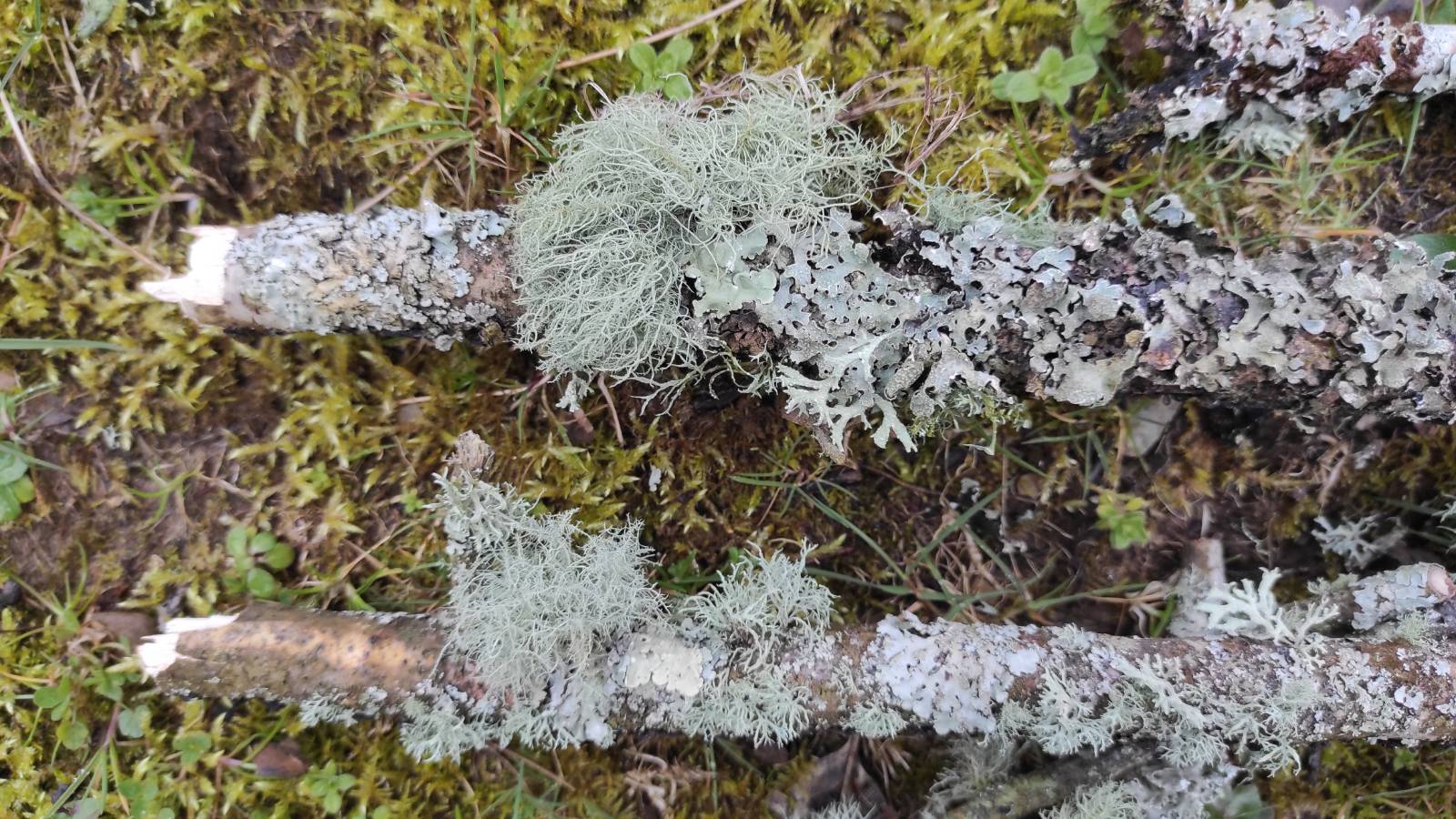 Looking at lichen (a symbiotic life form of fungi and algae/bacteria) with a hand lens went down very well in the classroom