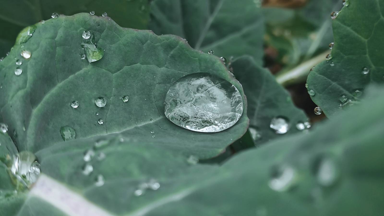 The day was wet, as evidenced by the water droplets on the cabbage